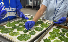 萨格中学种植的羽衣甘蓝片是地球日的健康零食食谱