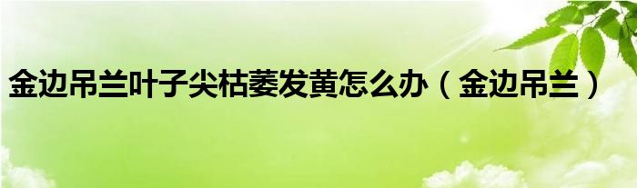 金边吊兰叶子尖枯萎发黄怎么办（金边吊兰）