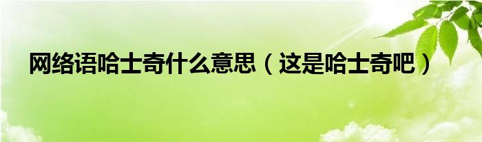 网络语哈士奇什么意思（这是哈士奇吧）