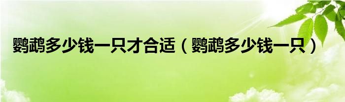 鹦鹉多少钱一只才合适（鹦鹉多少钱一只）