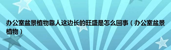 办公室盆景植物靠人这边长的旺盛是怎么回事（办公室盆景植物）