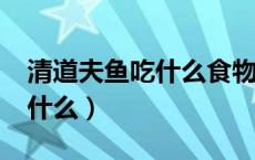 清道夫鱼吃什么食物才能养活?（清道夫鱼吃什么）