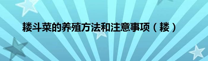 耧斗菜的养殖方法和注意事项（耧）