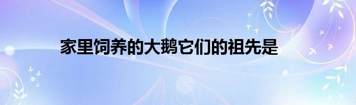 家里饲养的大鹅它们的祖先是