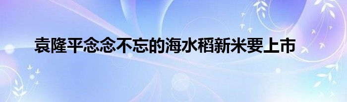 袁隆平念念不忘的海水稻新米要上市