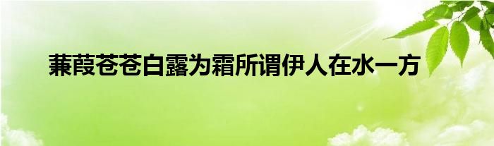 蒹葭苍苍白露为霜所谓伊人在水一方